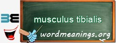 WordMeaning blackboard for musculus tibialis